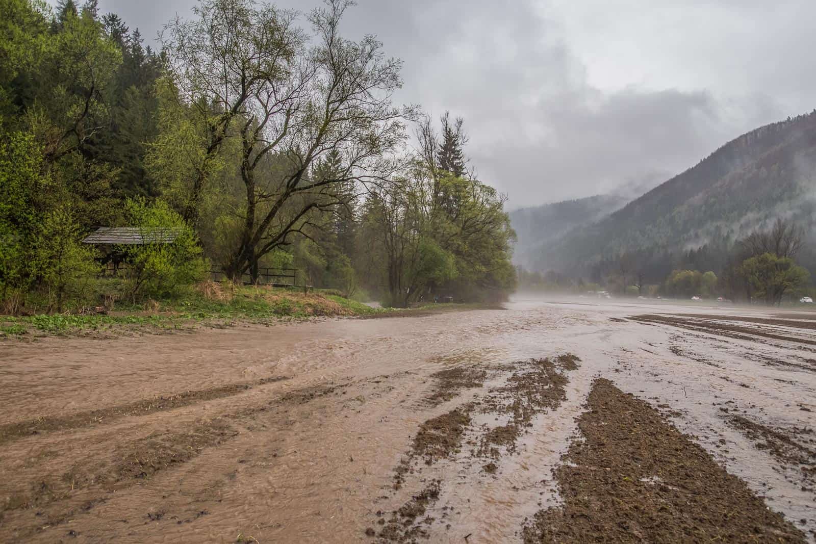 Logging in Slovakian protected areas - © All rights reserved