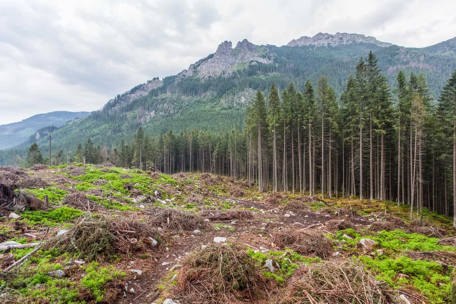 Logging in Slovakian protected areas - © All rights reserved