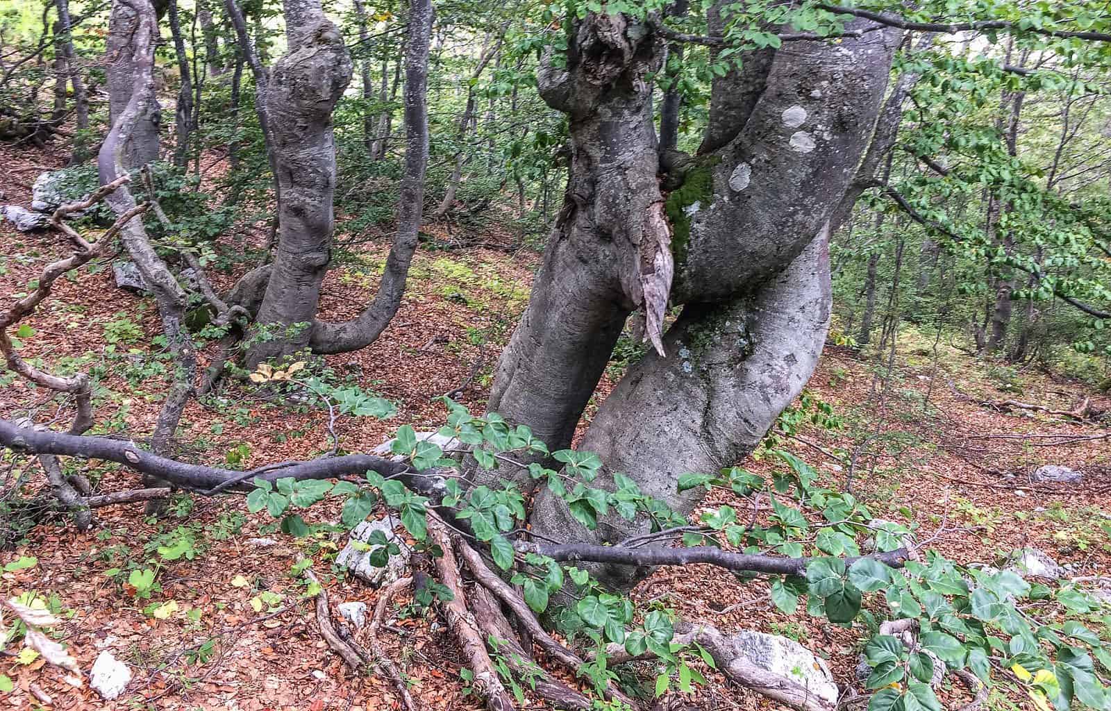 Sirente - Velino Wilderness