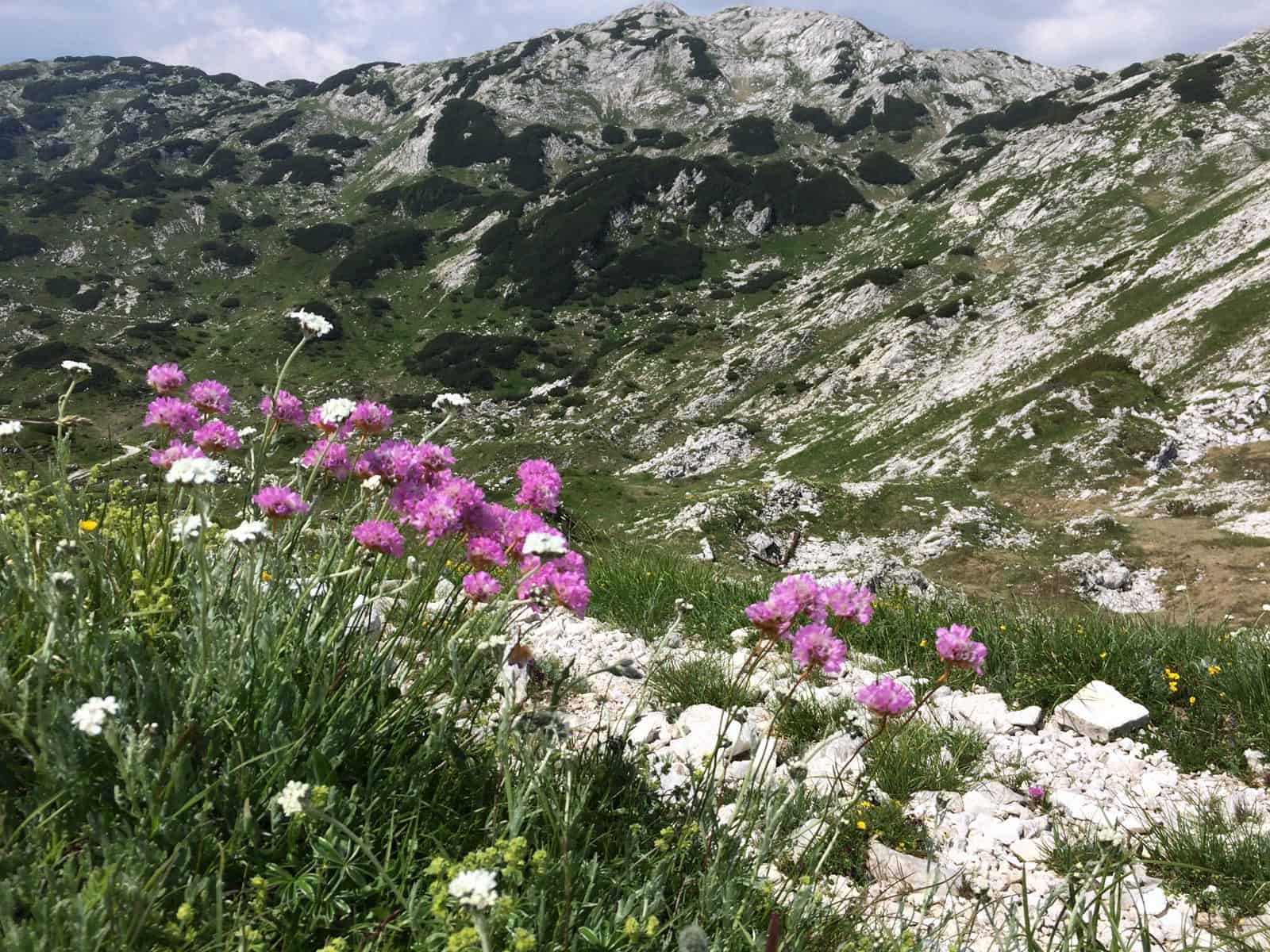 Lets get wild VS Tamsweg - © All rights reserved