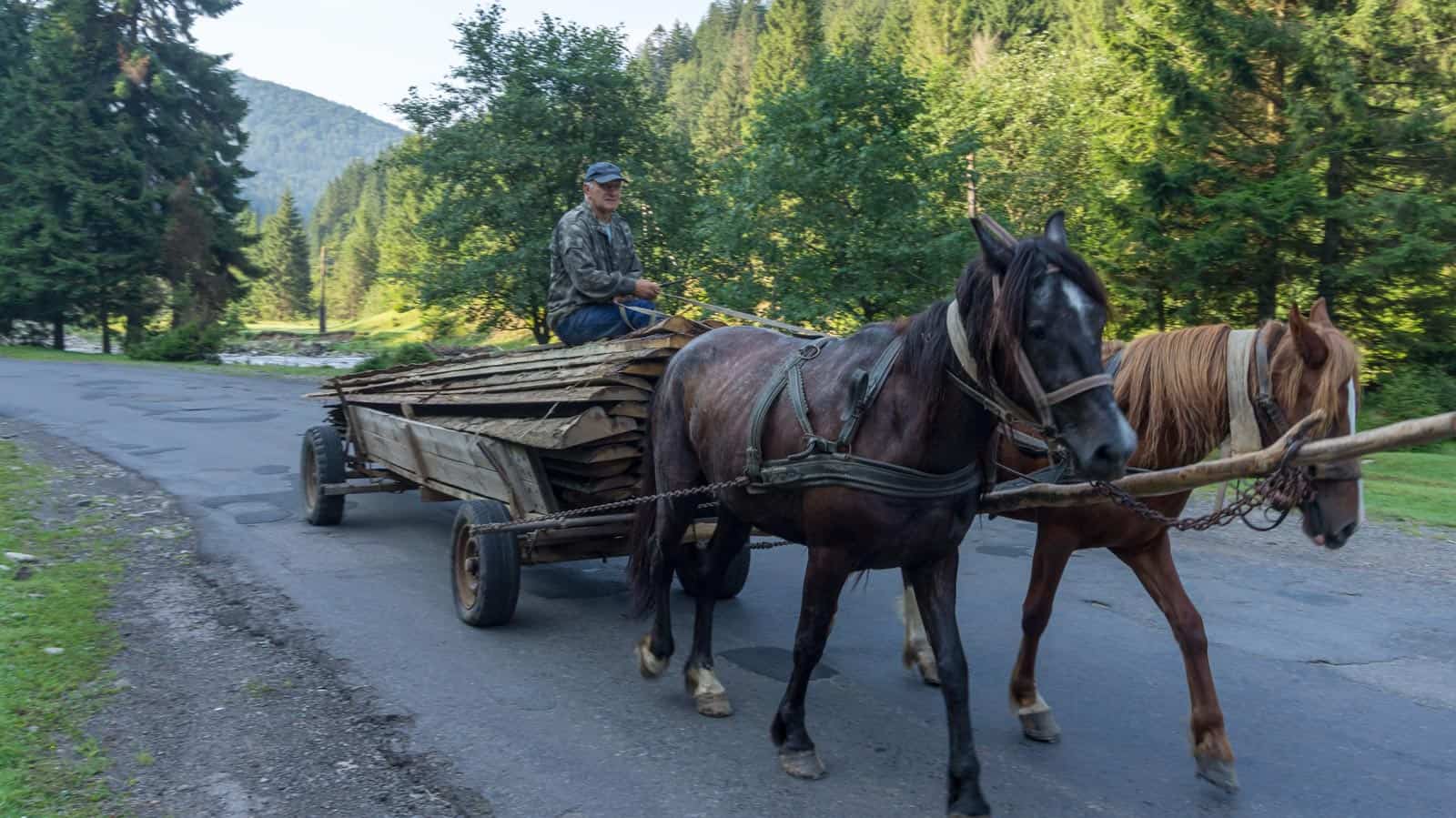 WILDArt NPP Synevyr Ukraine - © All rights reserved