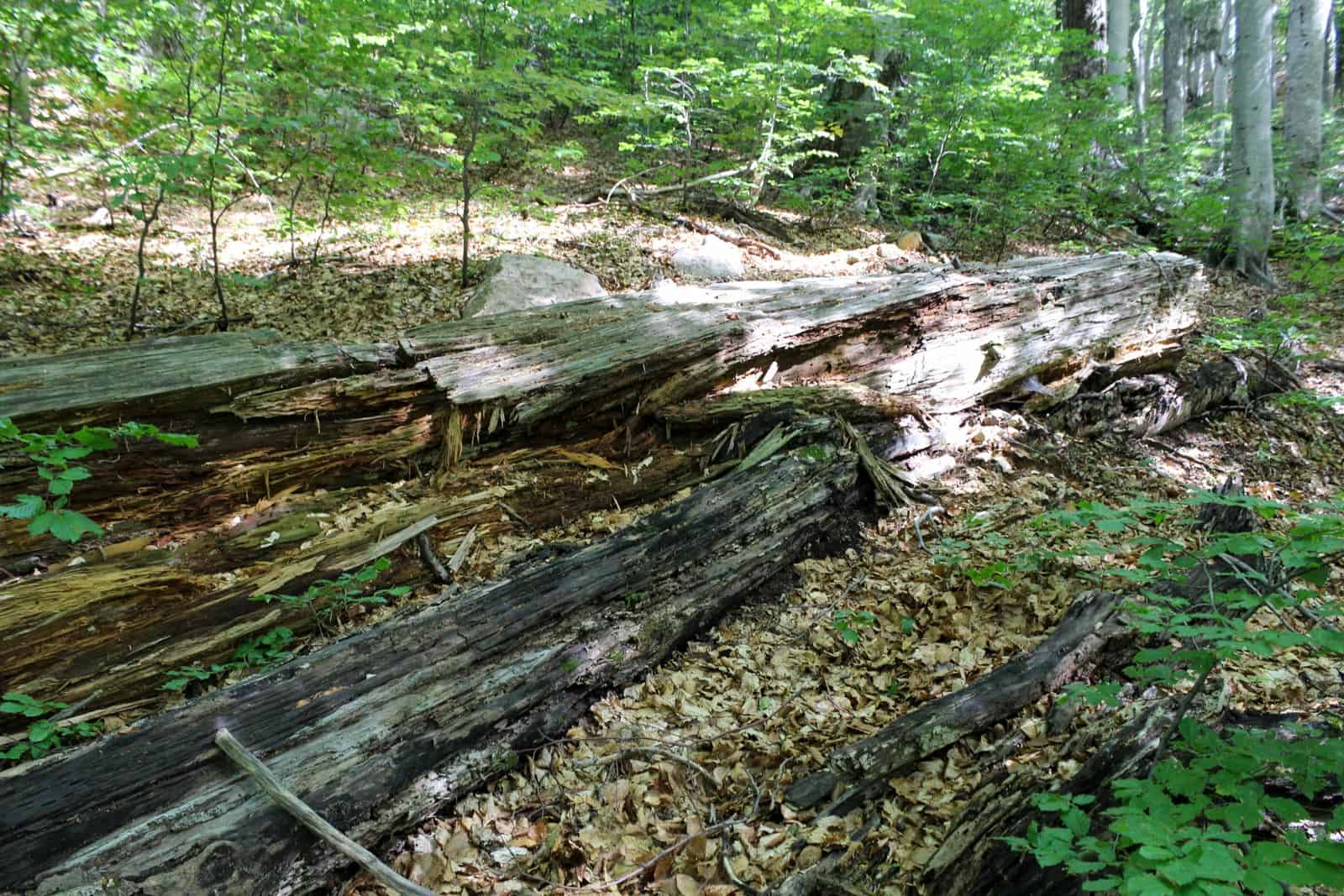 Zall-Gjocaj Wilderness Albania-22870.JPG - © European Wilderness Society CC BY-NC-ND 4.0