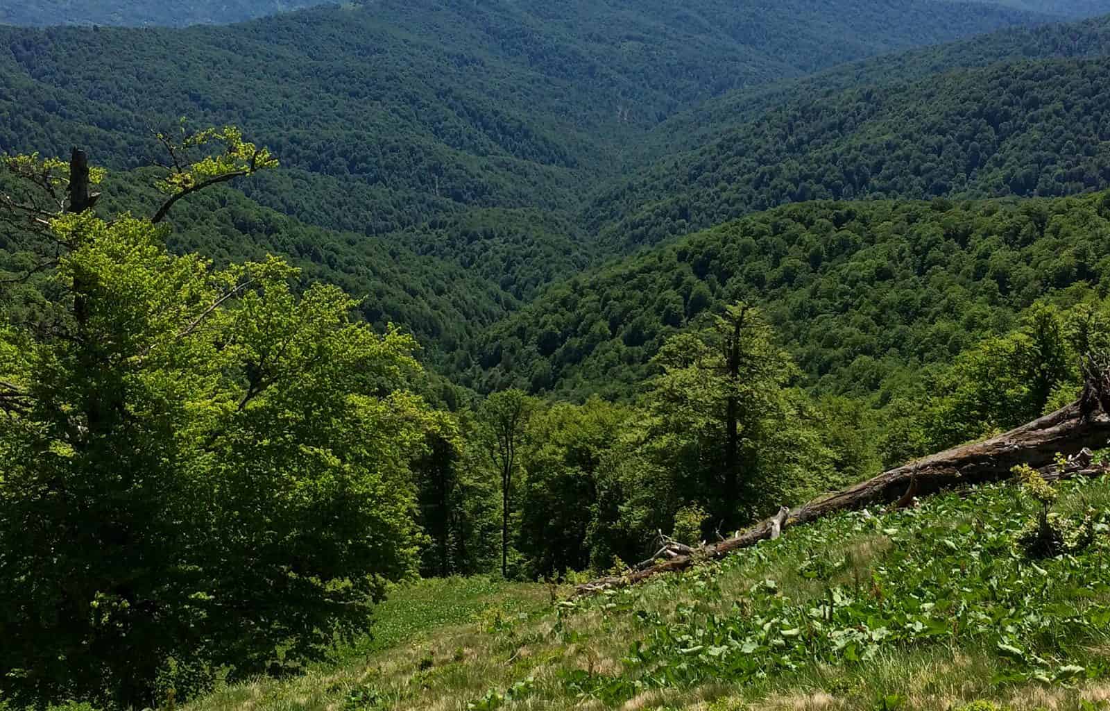 Velyk Uholka-24666.jpg - European Wilderness Society - CC NonCommercial-NoDerivates 4.0 International