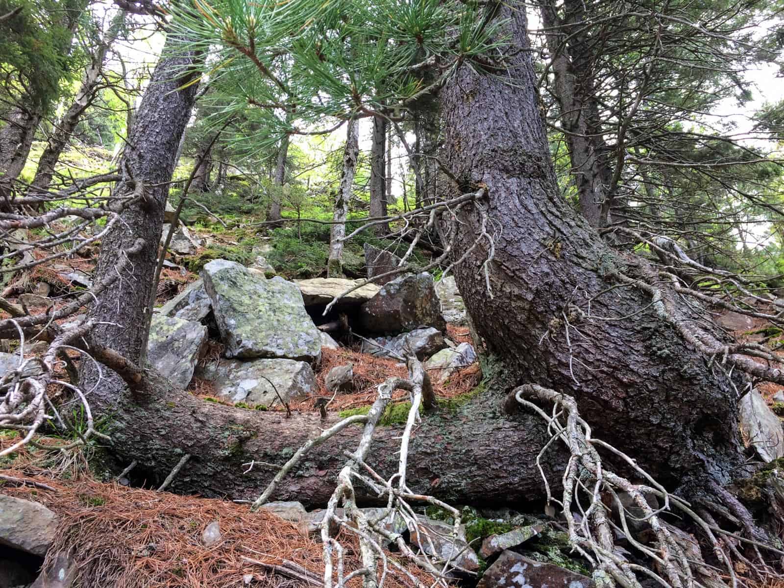 Gorgany Wilderness-25223.jpeg - European Wilderness Society  - CC NonCommercial-NoDerivates 4.0 International