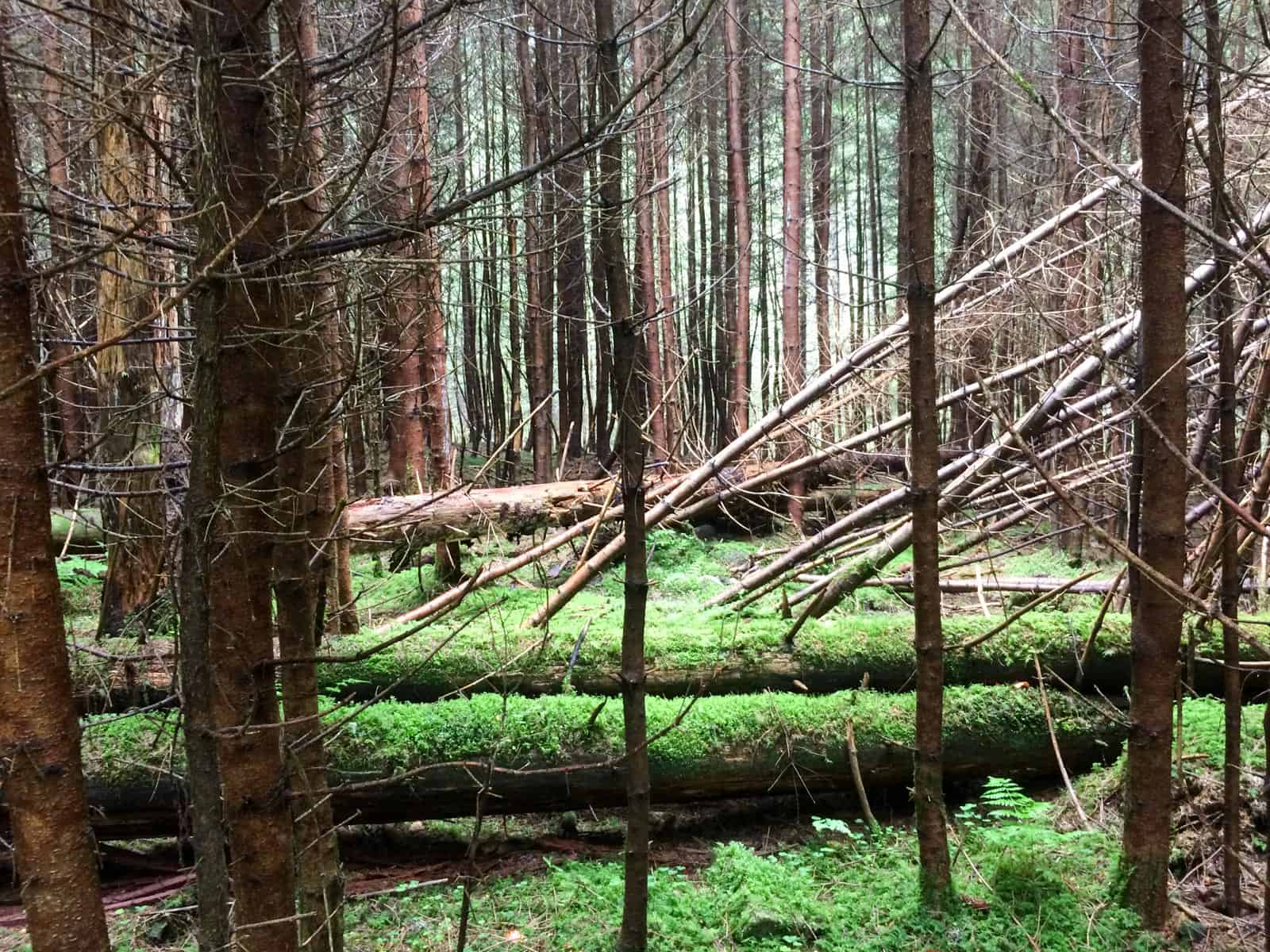 Gorgany Wilderness-25254.jpeg - European Wilderness Society  - CC NonCommercial-NoDerivates 4.0 International