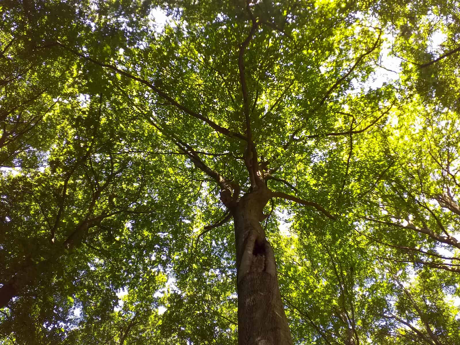 European Wilderness Society © Copyright 2019   - CC NonCommercial-NoDerivates 4.0 International