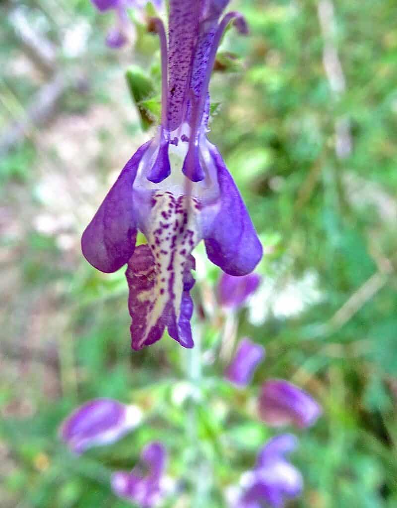 Kure-Daglari Wilderness-25961.jpg - © European Wilderness Society CC BY-NC-ND 4.0