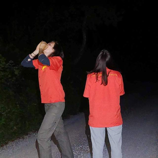 Slovenian Wolf Monitoring Howling-26712.jpg - European Wilderness Society - CC NonCommercial-NoDerivates 4.0 International