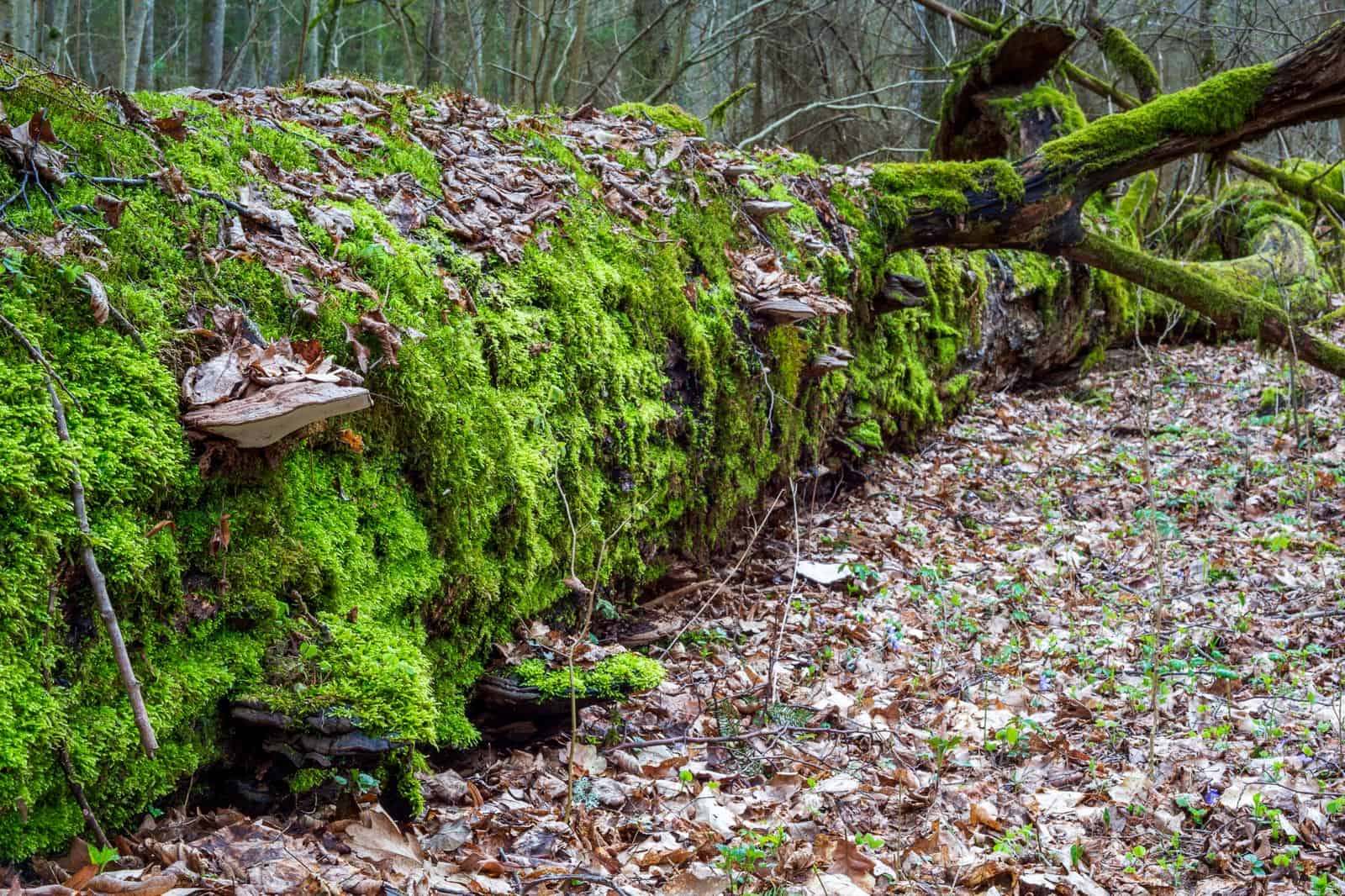 WILDForest Punos Silas -26092 © All rights reserved