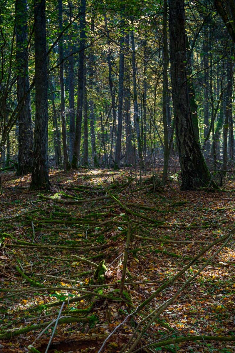 WILDForest Punos Silas -26093 © All rights reserved