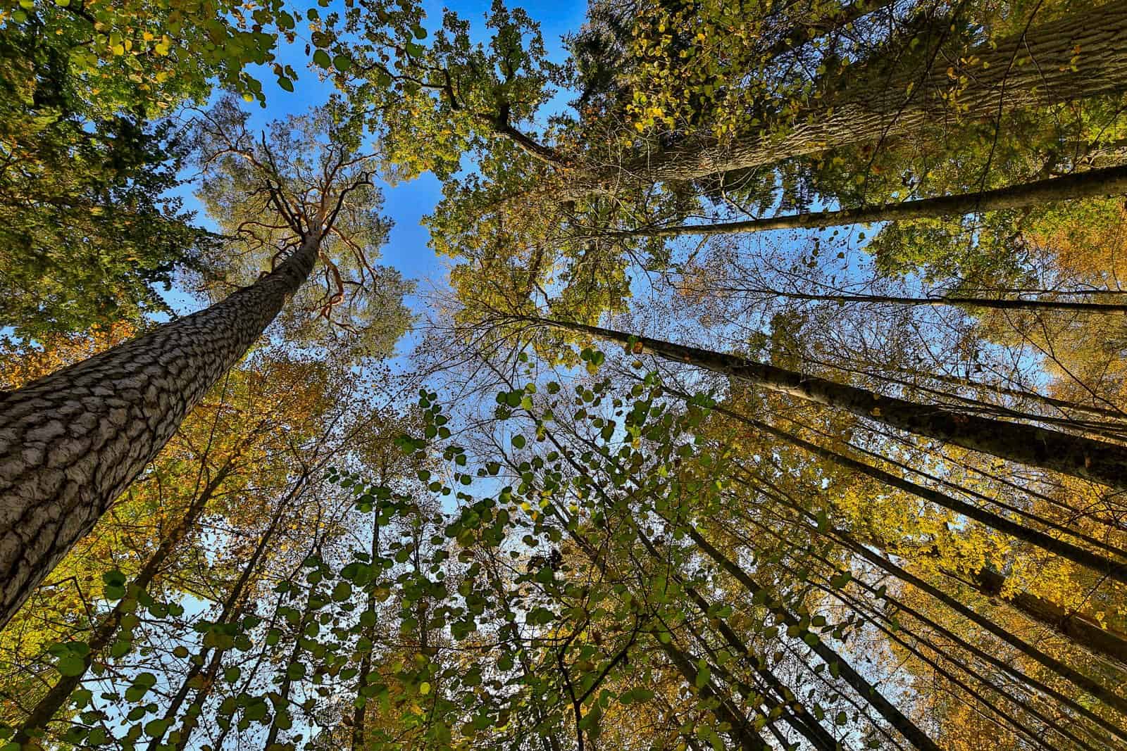 WILDForest Punos Silas -26094 © All rights reserved