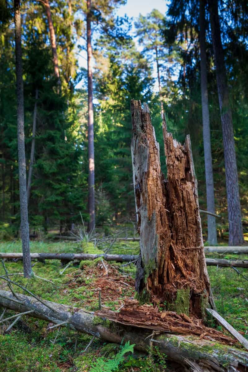 WILDForest Punos Silas -26095 © All rights reserved