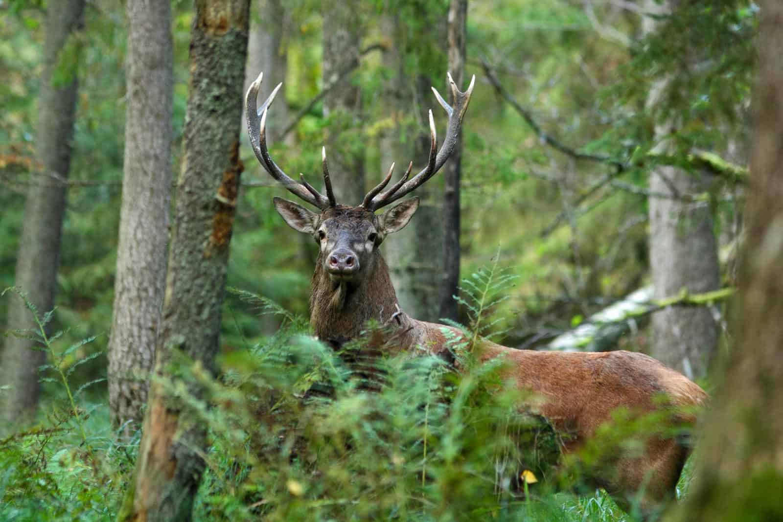 WILDForest Punos Silas -26100 © All rights reserved