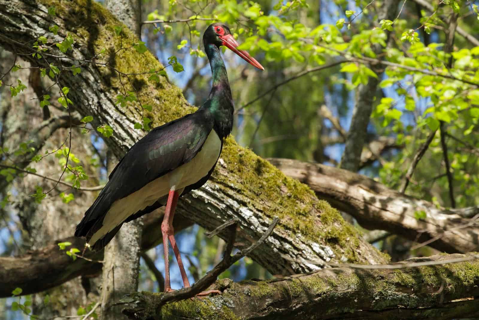 WILDForest Punos Silas -26101 © All rights reserved