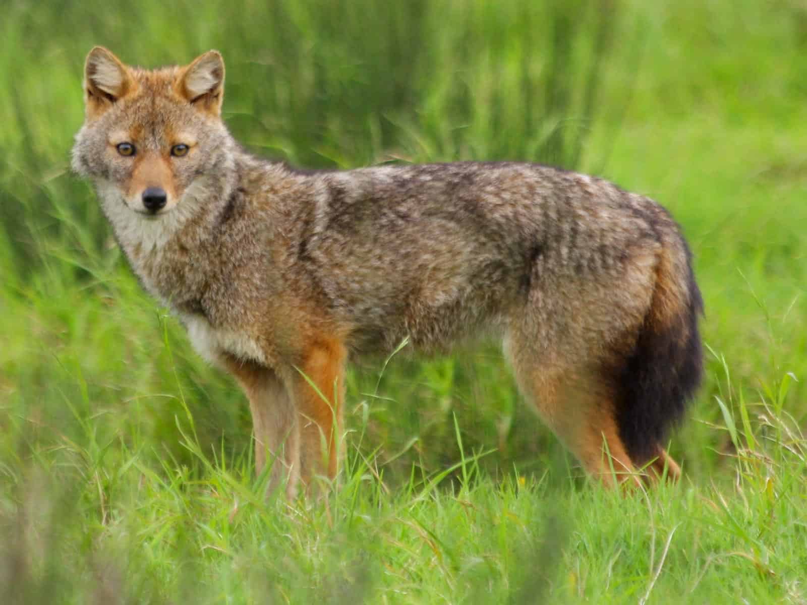 golden jackal-26104.jpg - © European Wilderness Society CC BY-NC-ND 4.0
