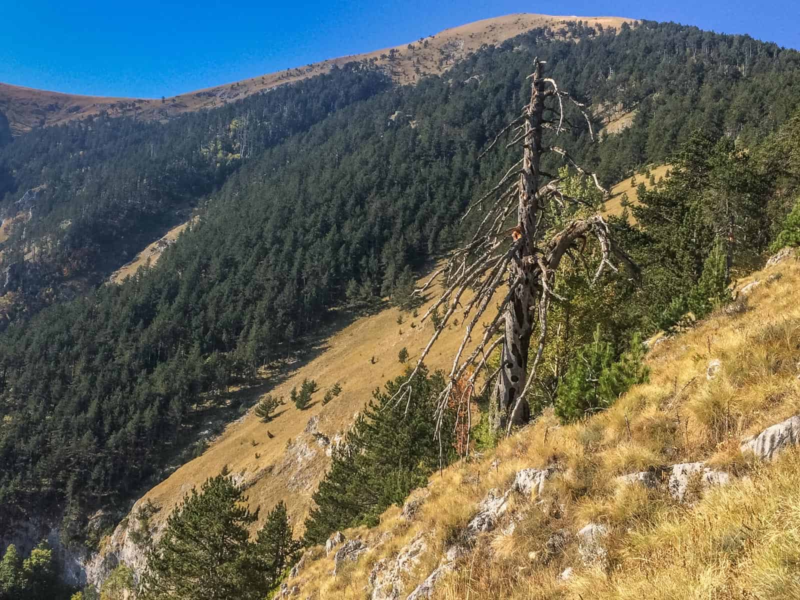 4 Ali Botush reserve-29846.jpeg - European Wilderness Society  - CC NonCommercial-NoDerivates 4.0 International