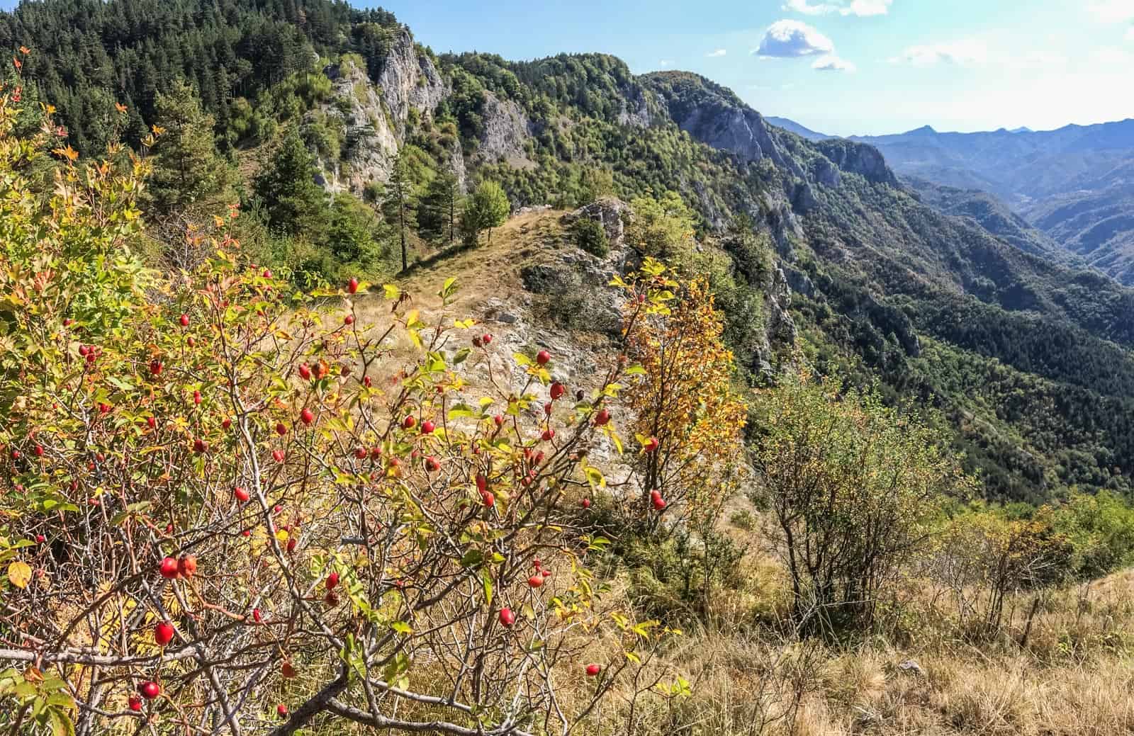 Cervenata stena Reserve-30125.jpeg - European Wilderness Society - CC NonCommercial-NoDerivates 4.0 International