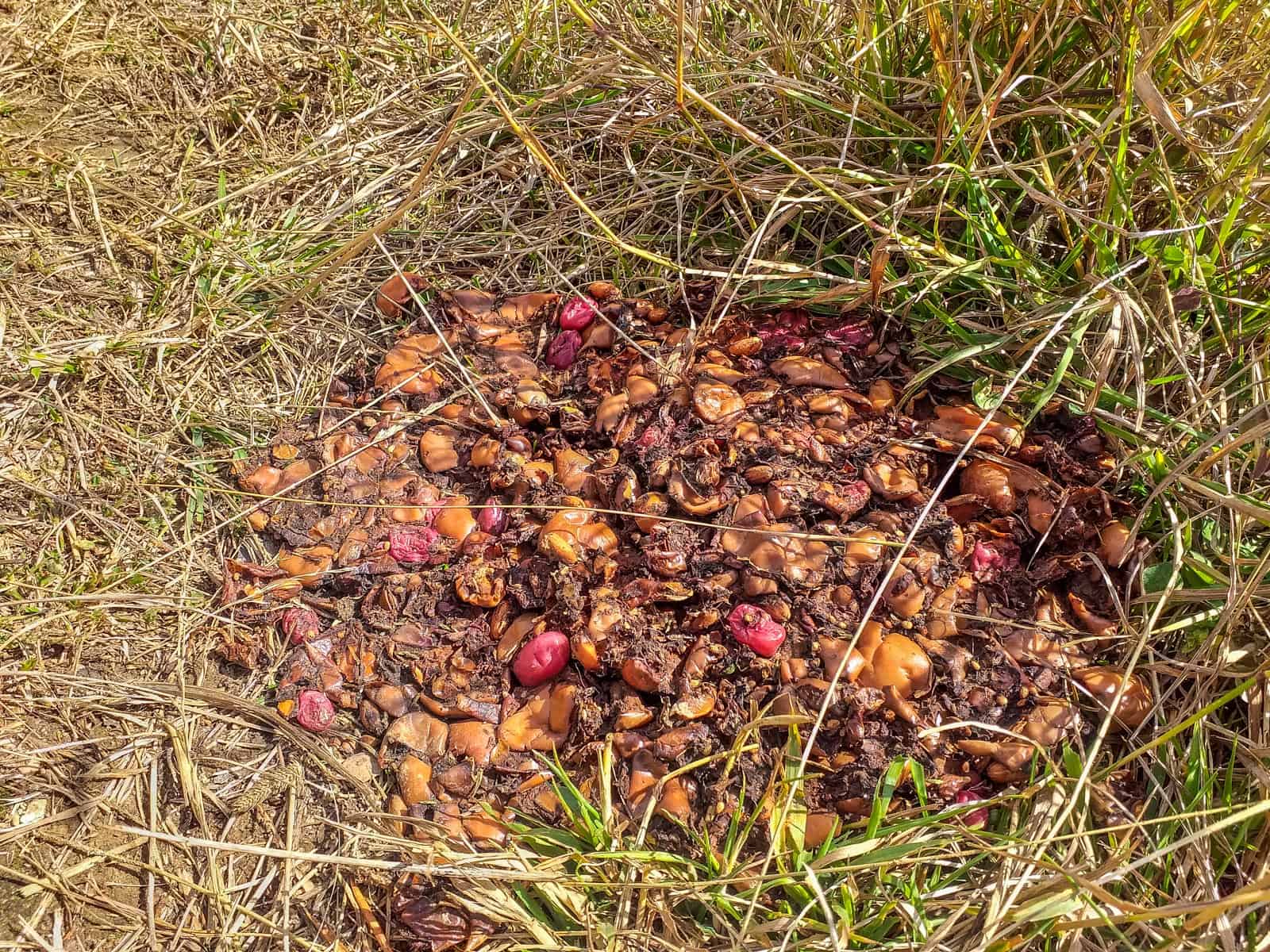 Cervenata stena Reserve-30127.jpg - European Wilderness Society - CC NonCommercial-NoDerivates 4.0 International