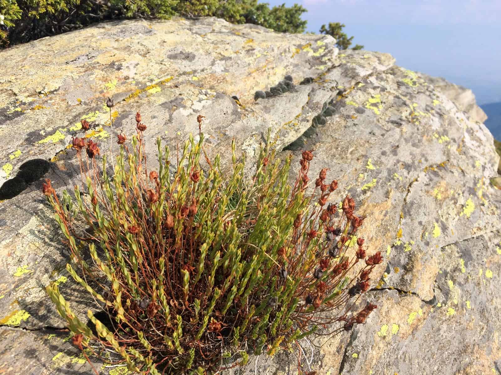 Kongura reserve_Nature Park Belasitza-29914.jpeg - European Wilderness Society  - CC NonCommercial-NoDerivates 4.0 International