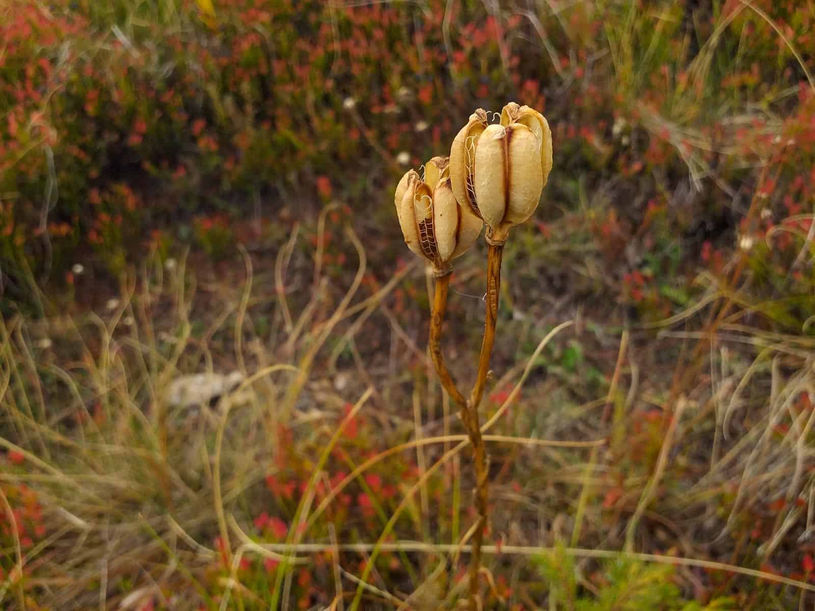 Kongura reserve_Nature Park Belasitza-29941.jpg - European Wilderness Society  - CC NonCommercial-NoDerivates 4.0 International