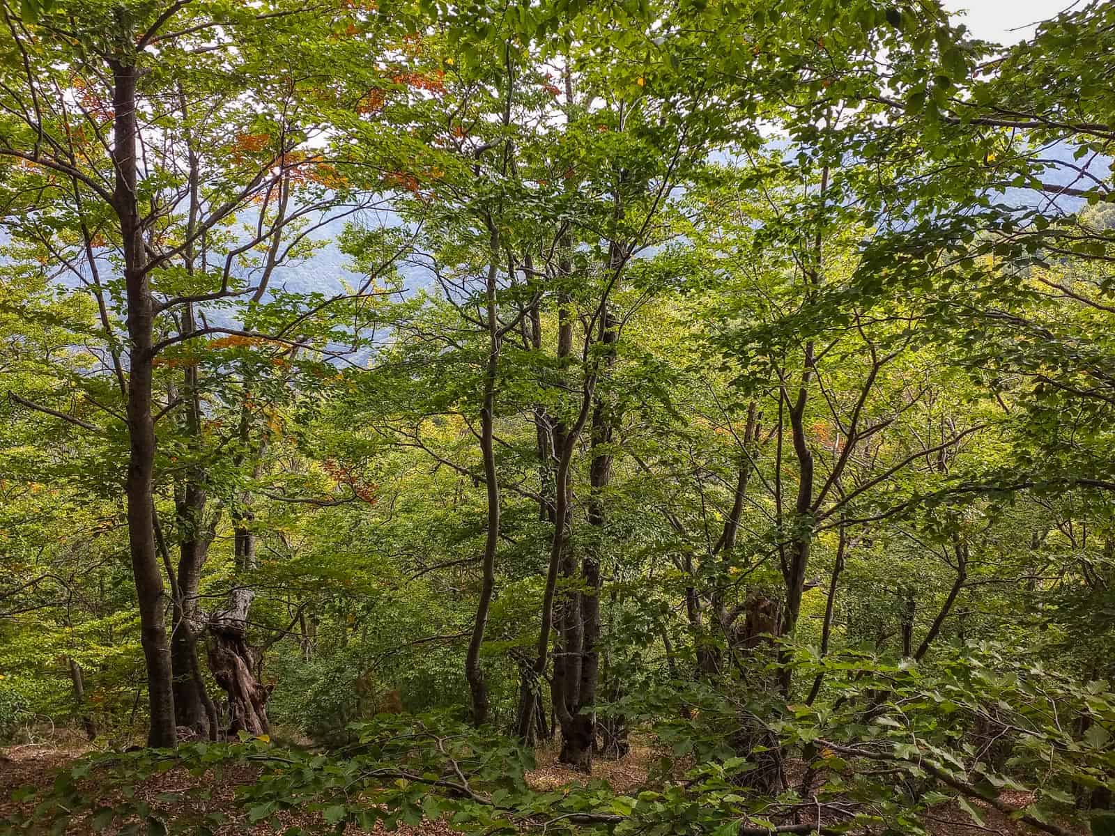 Kongura reserve_Nature Park Belasitza-29946.jpg - European Wilderness Society  - CC NonCommercial-NoDerivates 4.0 International