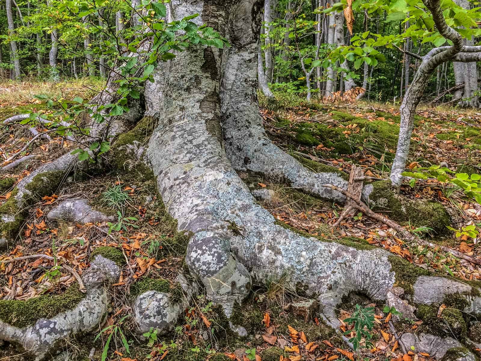 Kongura reserve_Nature Park Belasitza-29950.jpeg - European Wilderness Society  - CC NonCommercial-NoDerivates 4.0 International