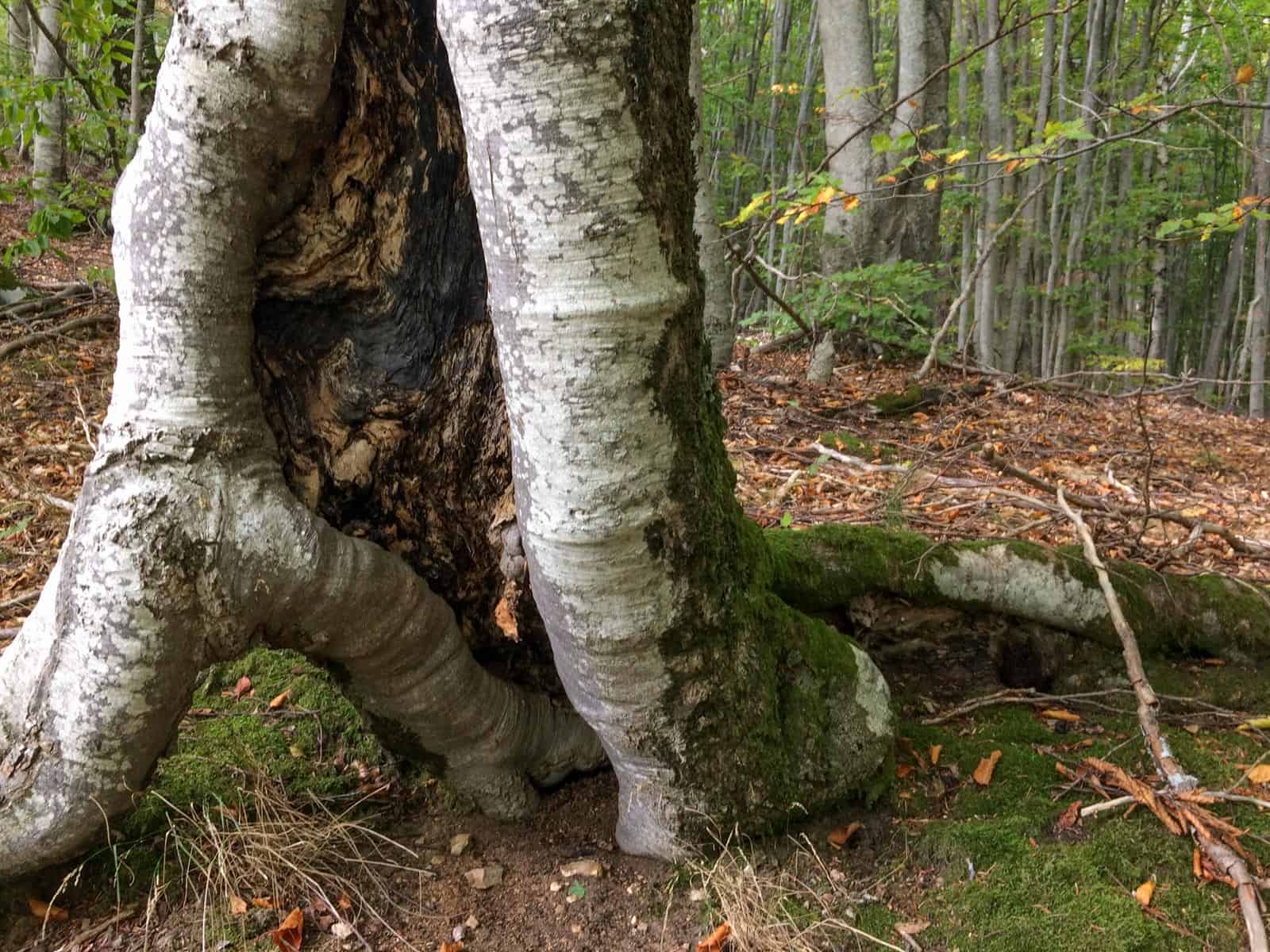 Kongura reserve_Nature Park Belasitza-29954.jpeg - European Wilderness Society  - CC NonCommercial-NoDerivates 4.0 International