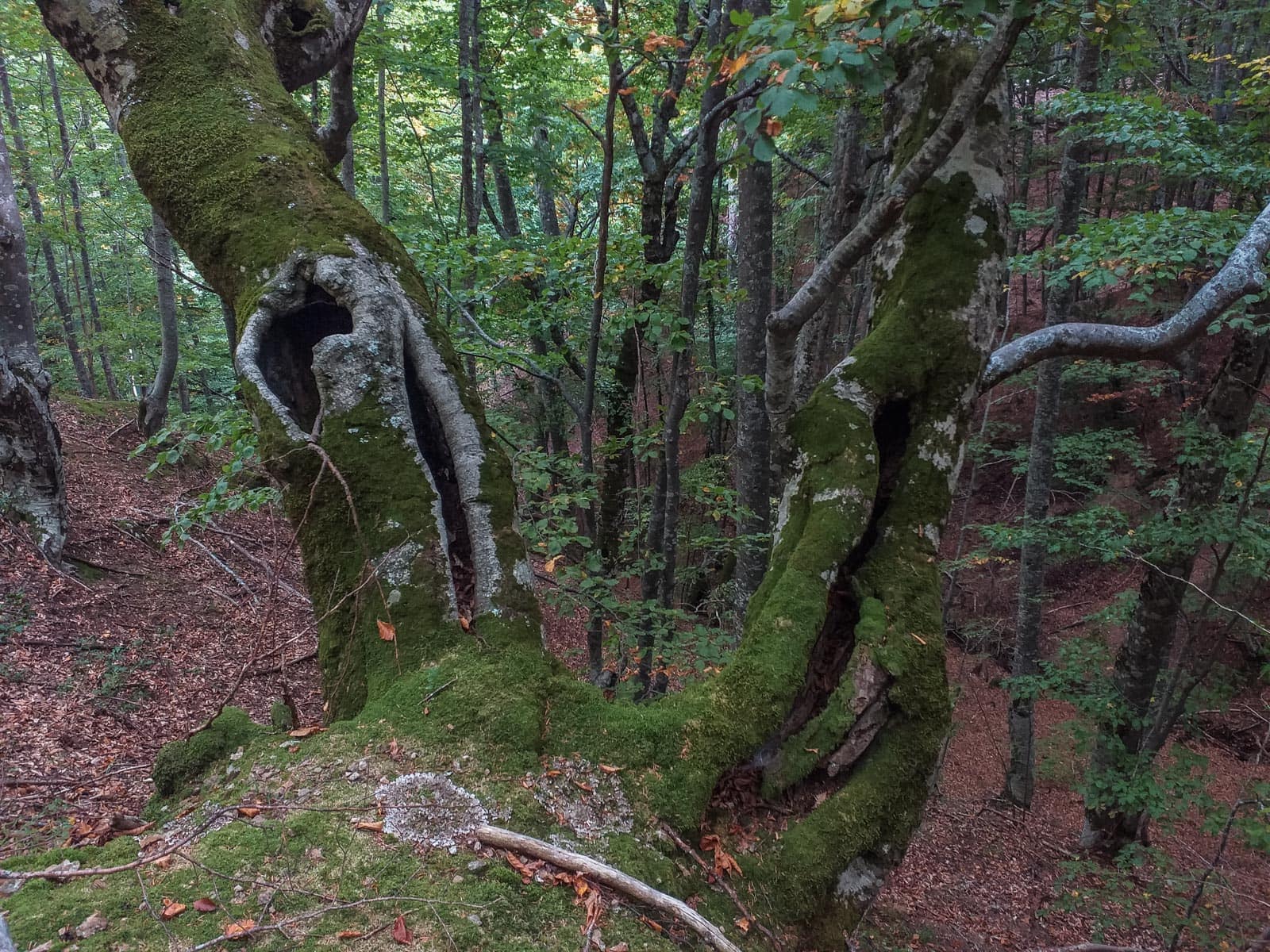 Kongura reserve_Nature Park Belasitza-29956.jpg - European Wilderness Society  - CC NonCommercial-NoDerivates 4.0 International