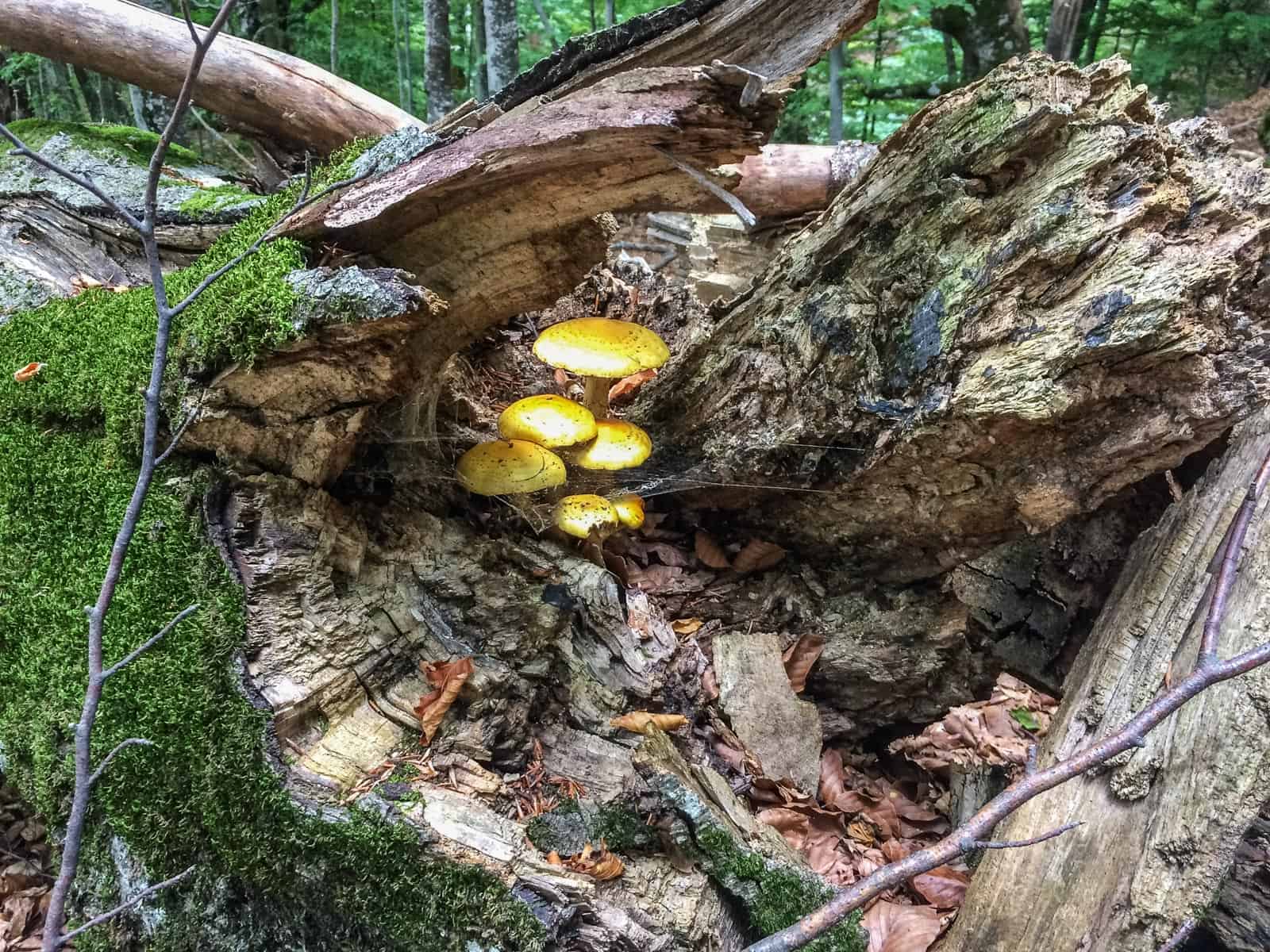 Kongura reserve_Nature Park Belasitza-29965.jpeg - European Wilderness Society  - CC NonCommercial-NoDerivates 4.0 International