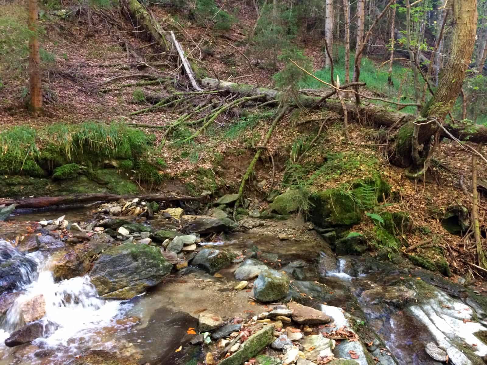 Mantaritza reserve-30209.jpeg - European Wilderness Society - CC NonCommercial-NoDerivates 4.0 International