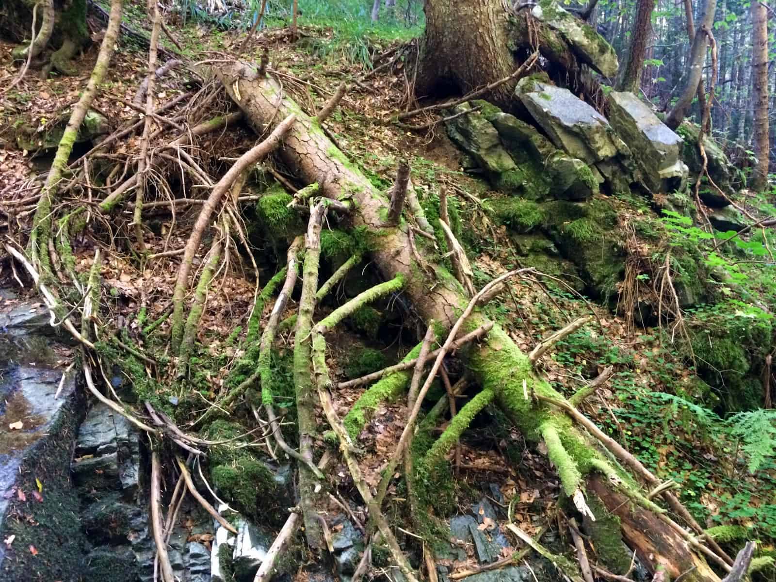 Mantaritza reserve-30211.jpeg - European Wilderness Society - CC NonCommercial-NoDerivates 4.0 International