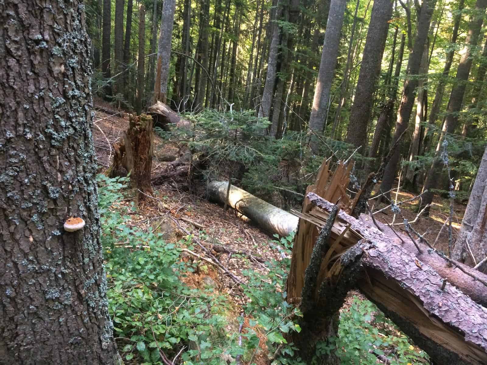 Mantaritza reserve-30231.jpeg - European Wilderness Society - CC NonCommercial-NoDerivates 4.0 International