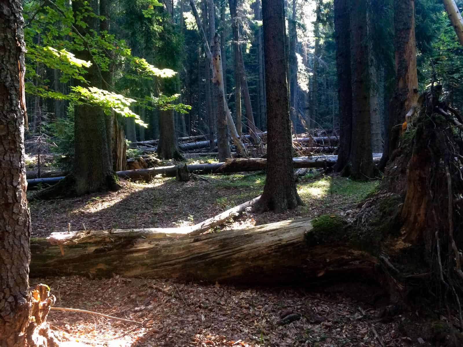 Mantaritza reserve-30237.jpeg - European Wilderness Society - CC NonCommercial-NoDerivates 4.0 International