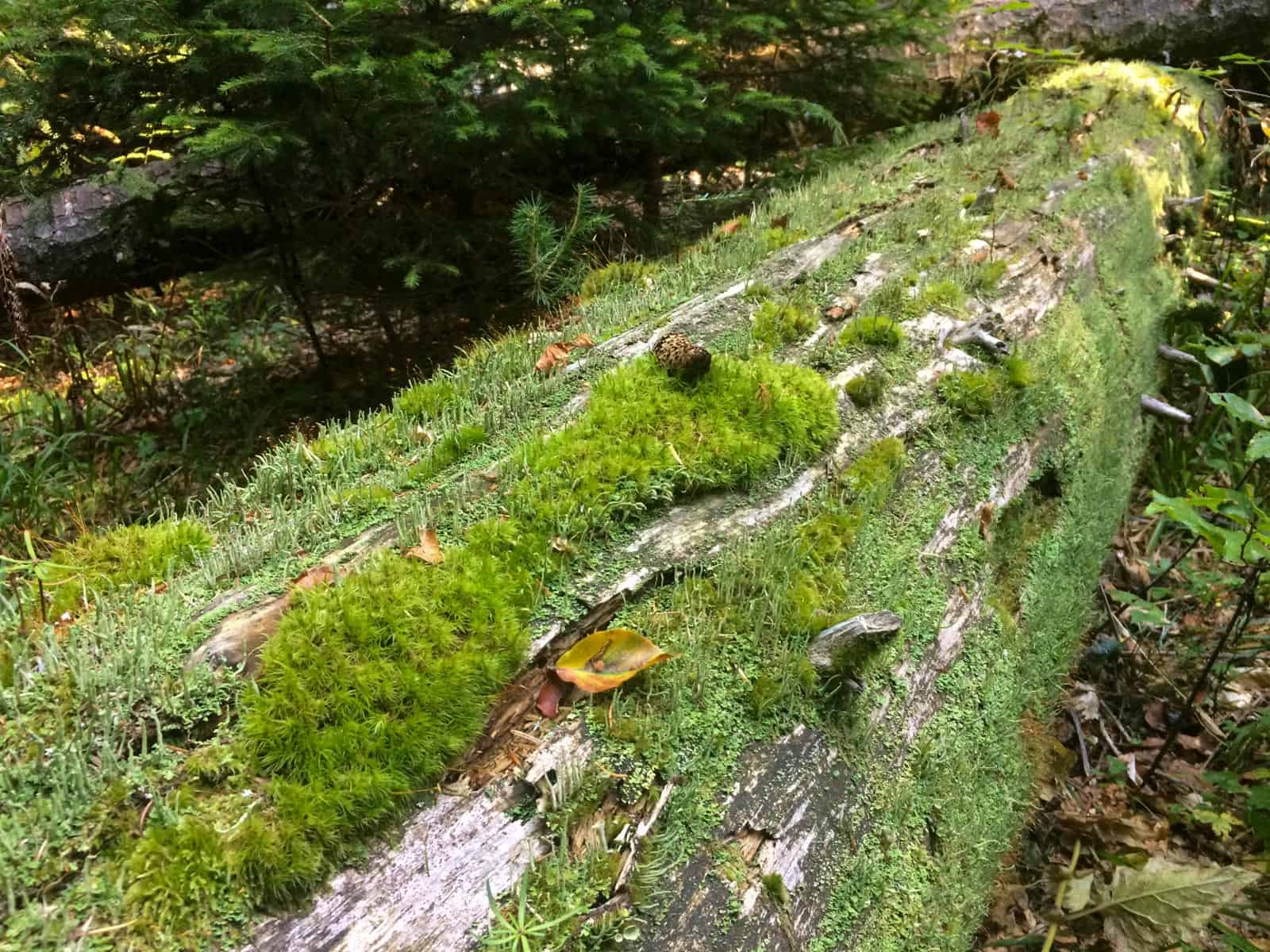 Mantaritza reserve-30239.jpeg - European Wilderness Society - CC NonCommercial-NoDerivates 4.0 International