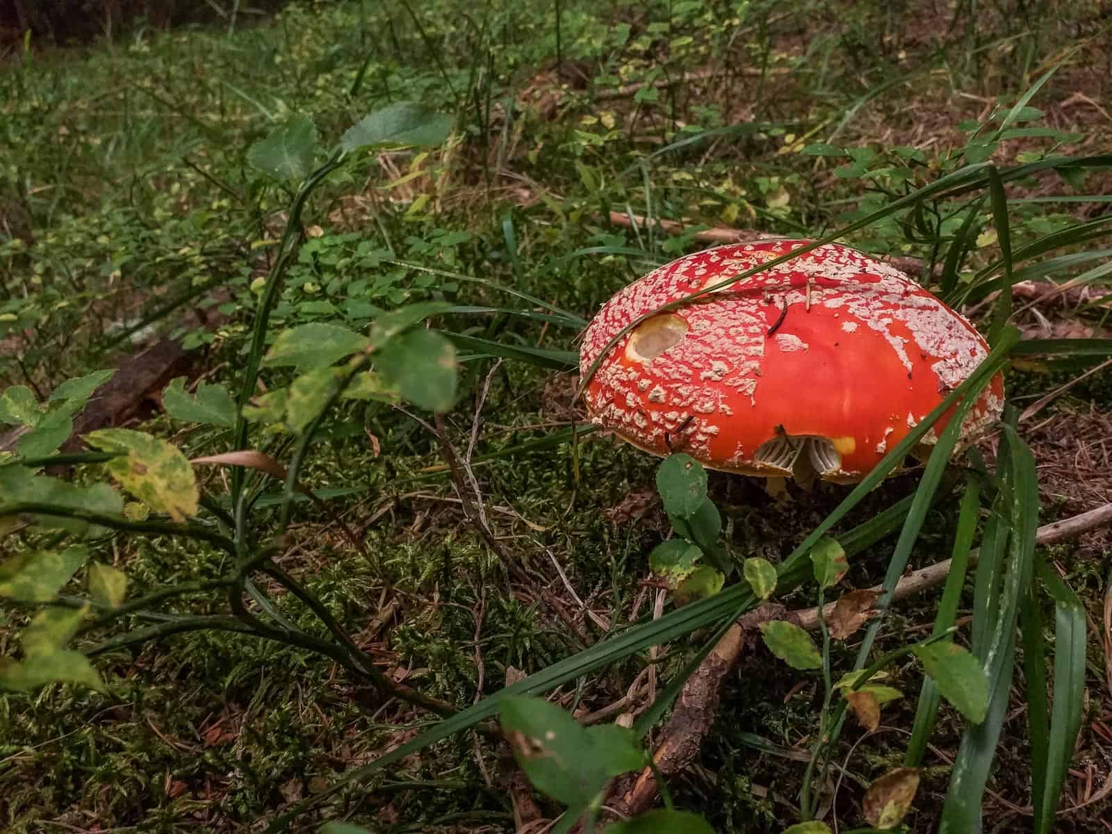 Mantaritza reserve-30240.jpg - European Wilderness Society - CC NonCommercial-NoDerivates 4.0 International