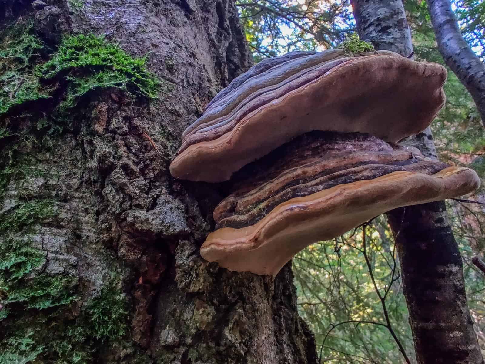 Mantaritza reserve-30246.jpg - Jordanka Slavova - All Rights reserved