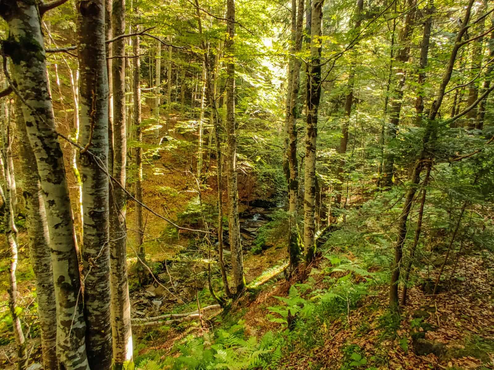 Mantaritza reserve-30248.jpg - Jordanka Slavova - All Rights reserved