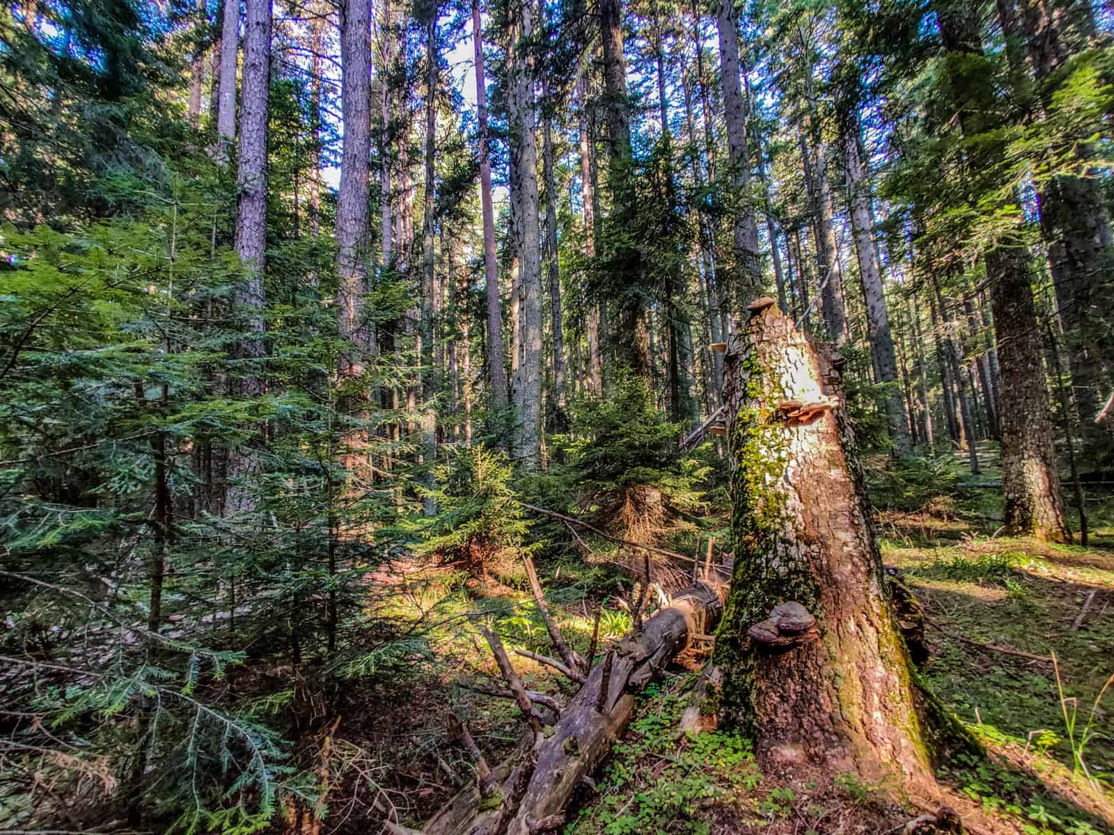 Mantaritza reserve-30256.jpg - Jordanka Slavova - All Rights reserved