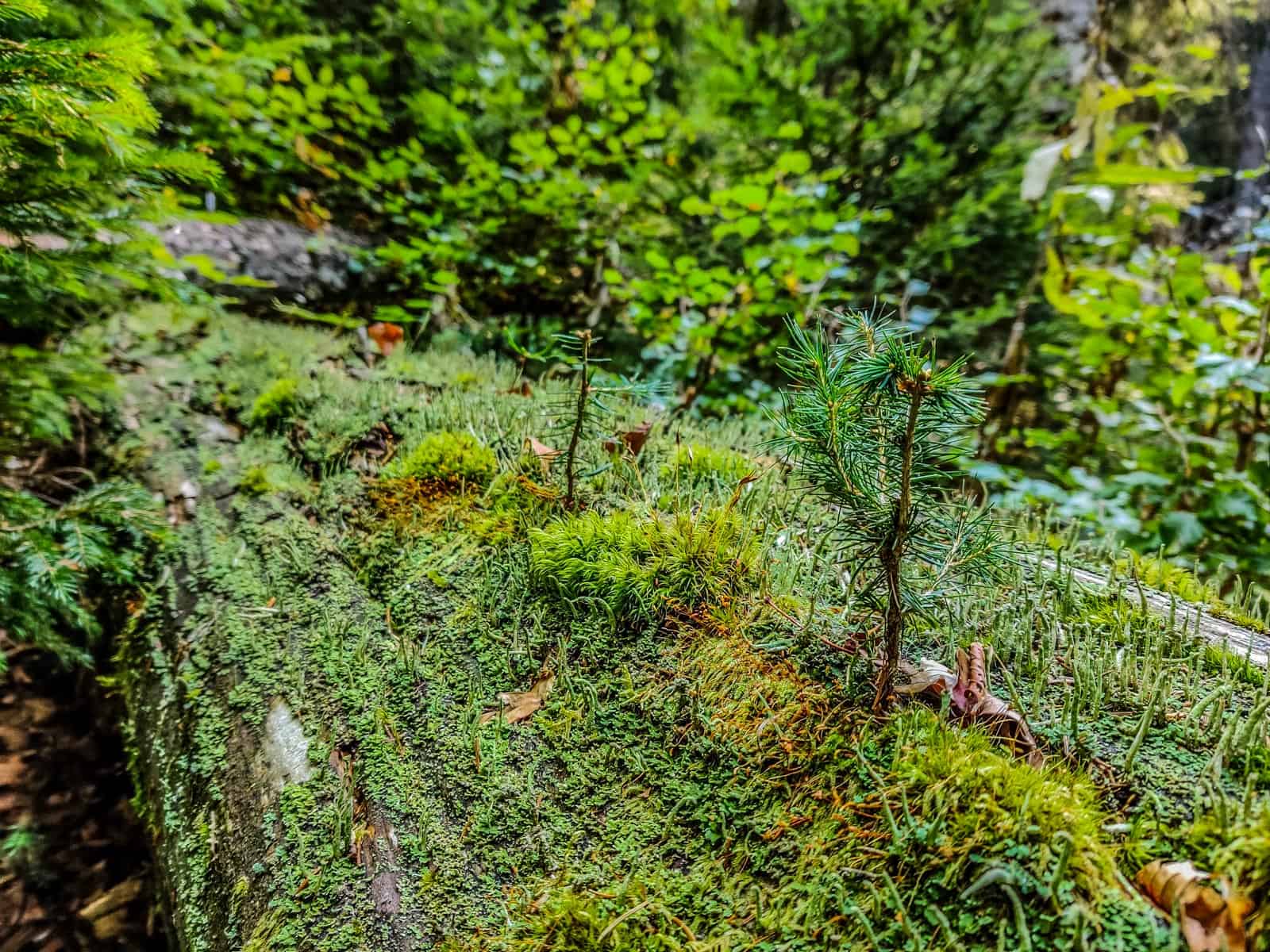 Mantaritza reserve-30259.jpg - Jordanka Slavova - All Rights reserved