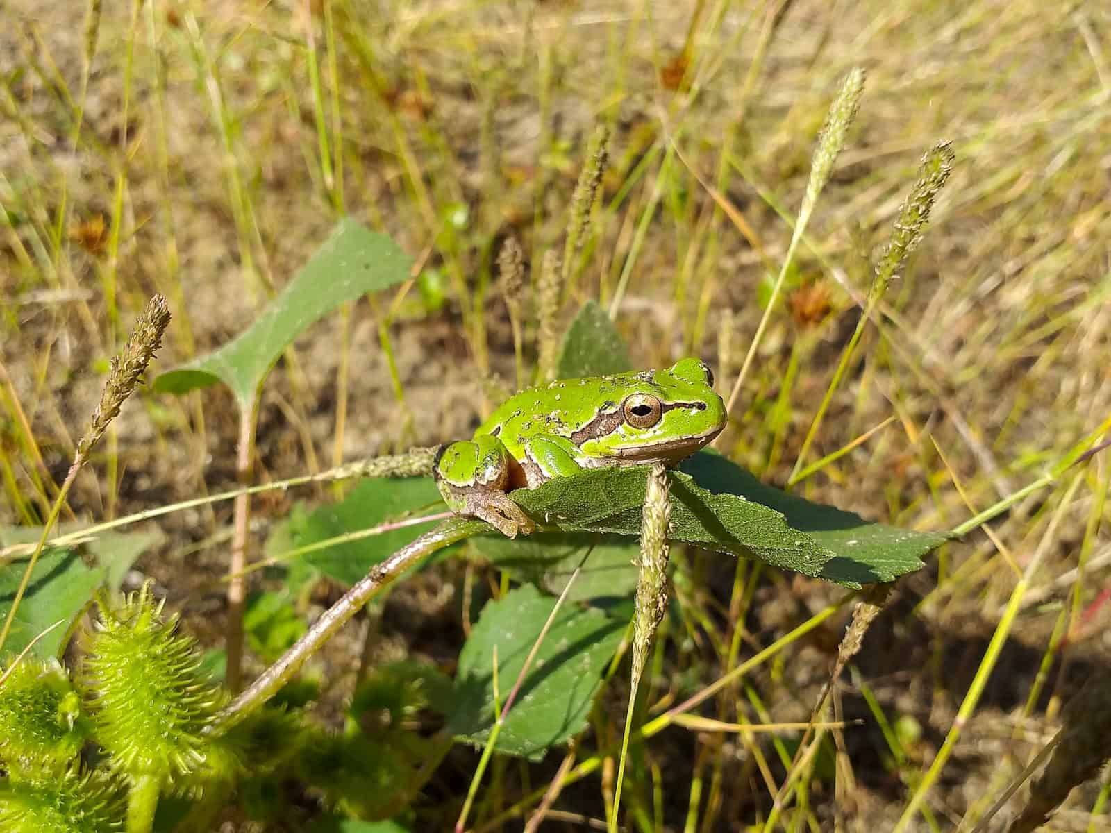 Persina Nature Park-28791.jpg - European Wilderness Society  - CC NonCommercial-NoDerivates 4.0 International