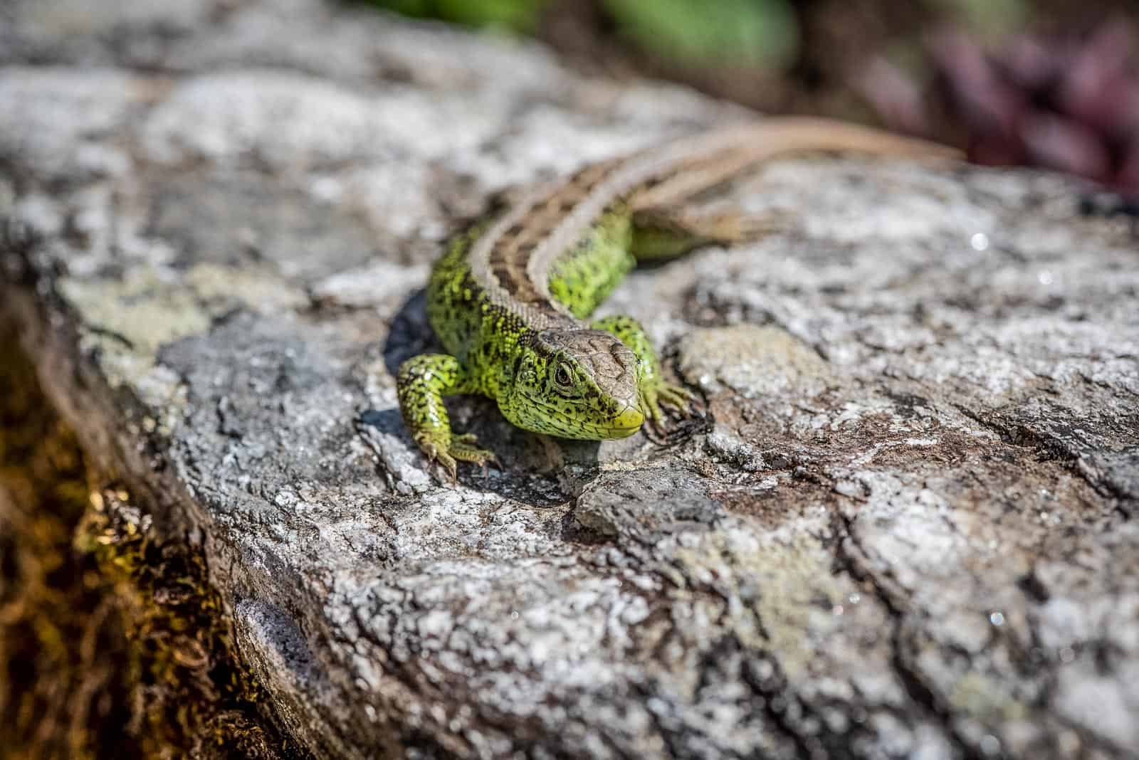 lizard-4176465.jpg - © Pixabay