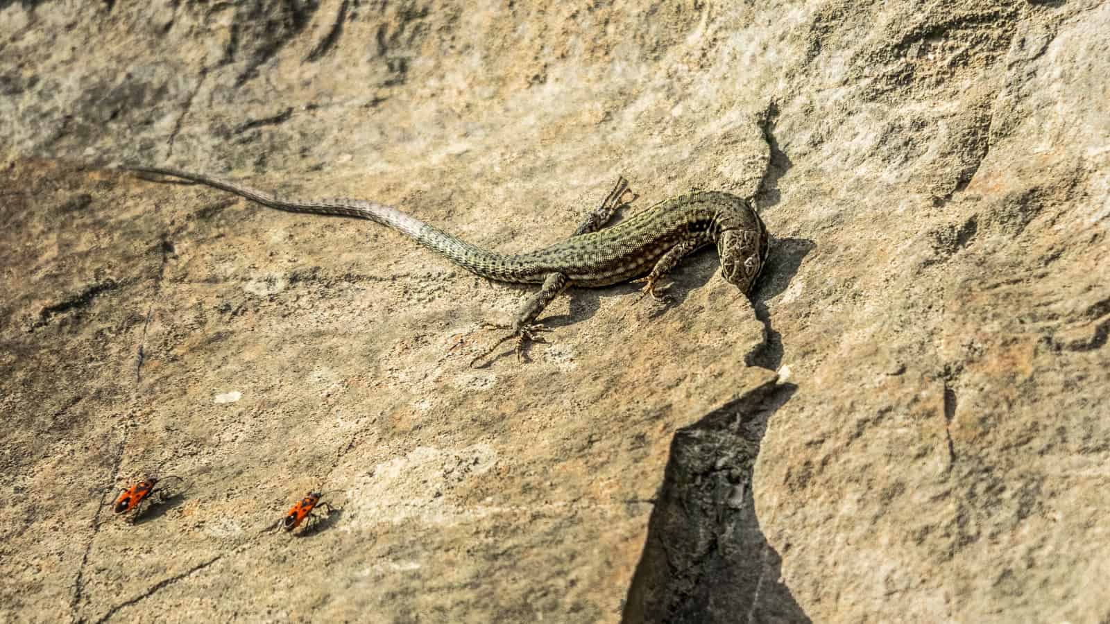 lizard-4547229.jpg - © Pixabay