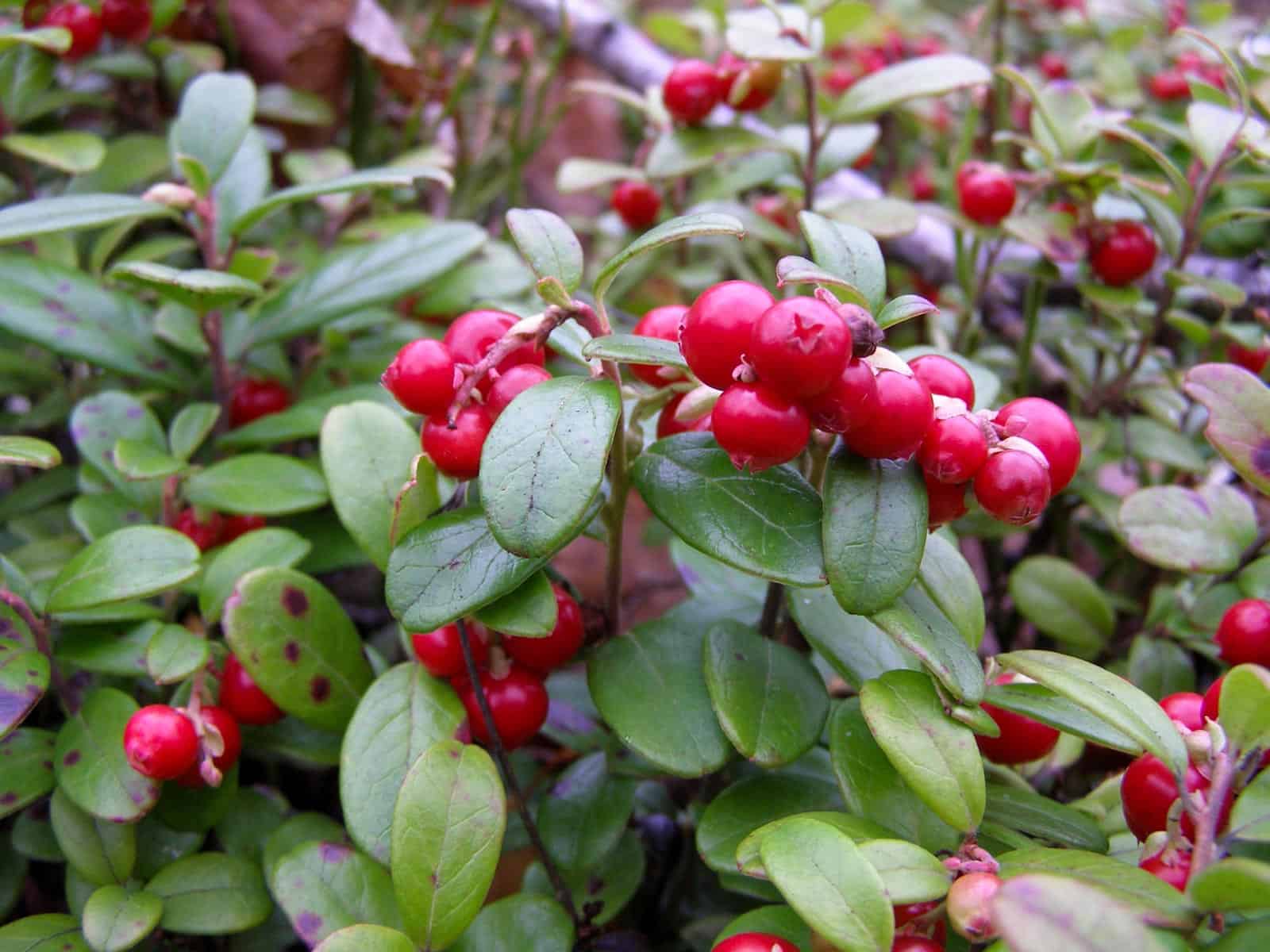 Bondarivske_Wetland -30675.JPG Andriy Sahayday 2019   - © All rights reserved