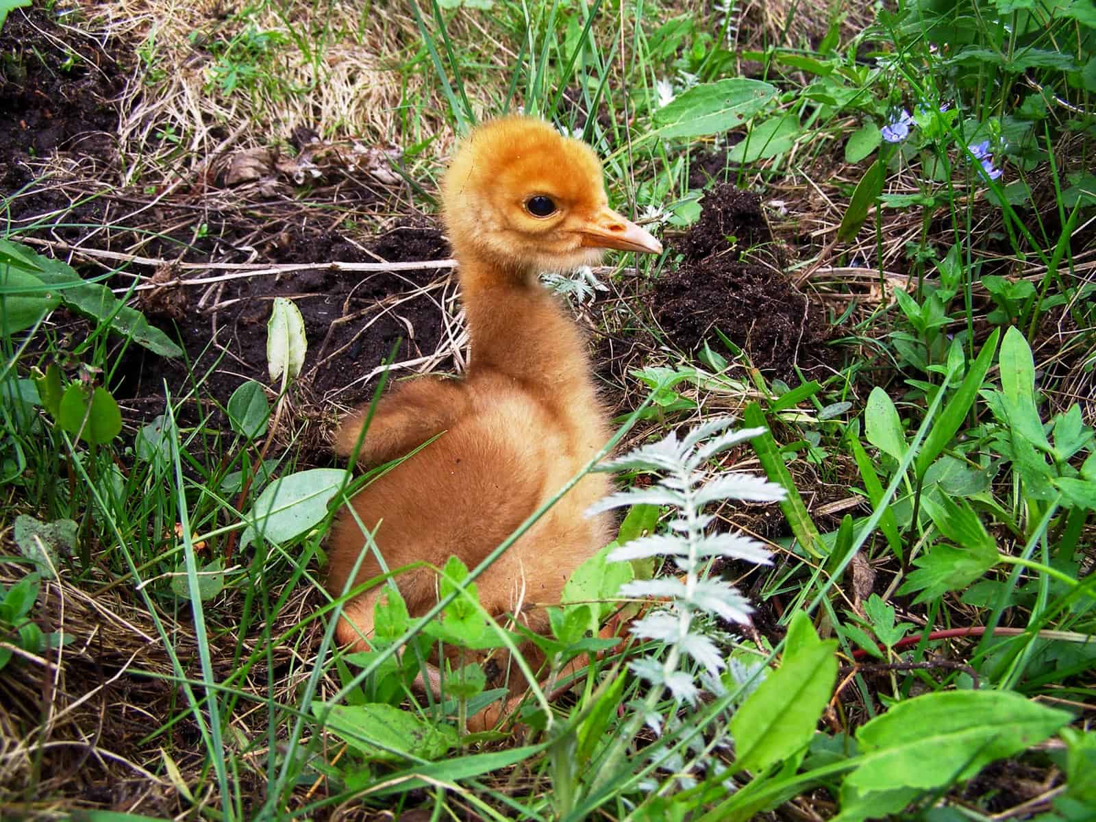 Bondarivske_Wetland -30688.JPG Andriy Sahayday 2019   - © All rights reserved