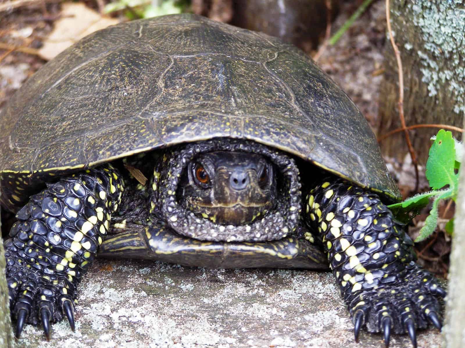 Bondarivske_Wetland -30690.JPG Andriy Sahayday 2019   - © All rights reserved