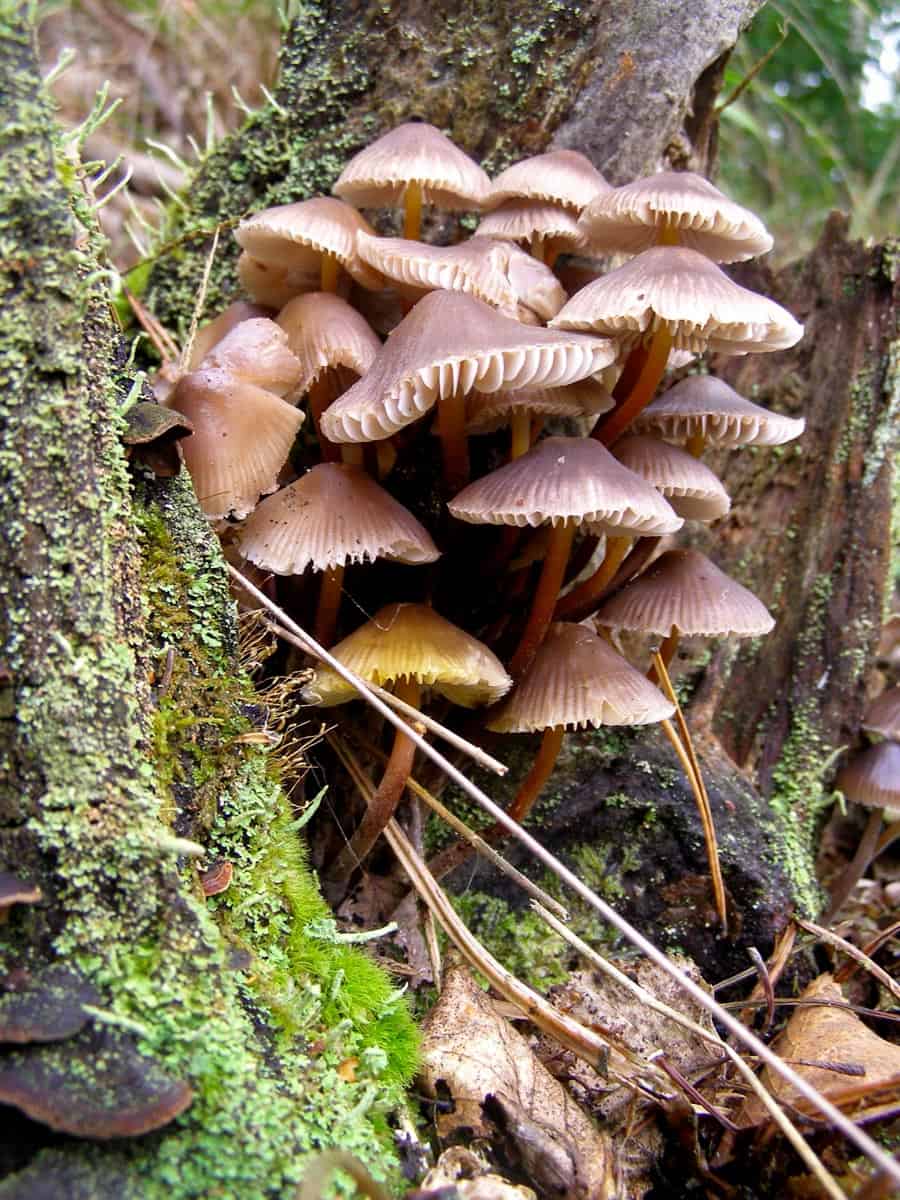 Bondarivske_Wetland -30692.JPG Andriy Sahayday 2019   - © All rights reserved