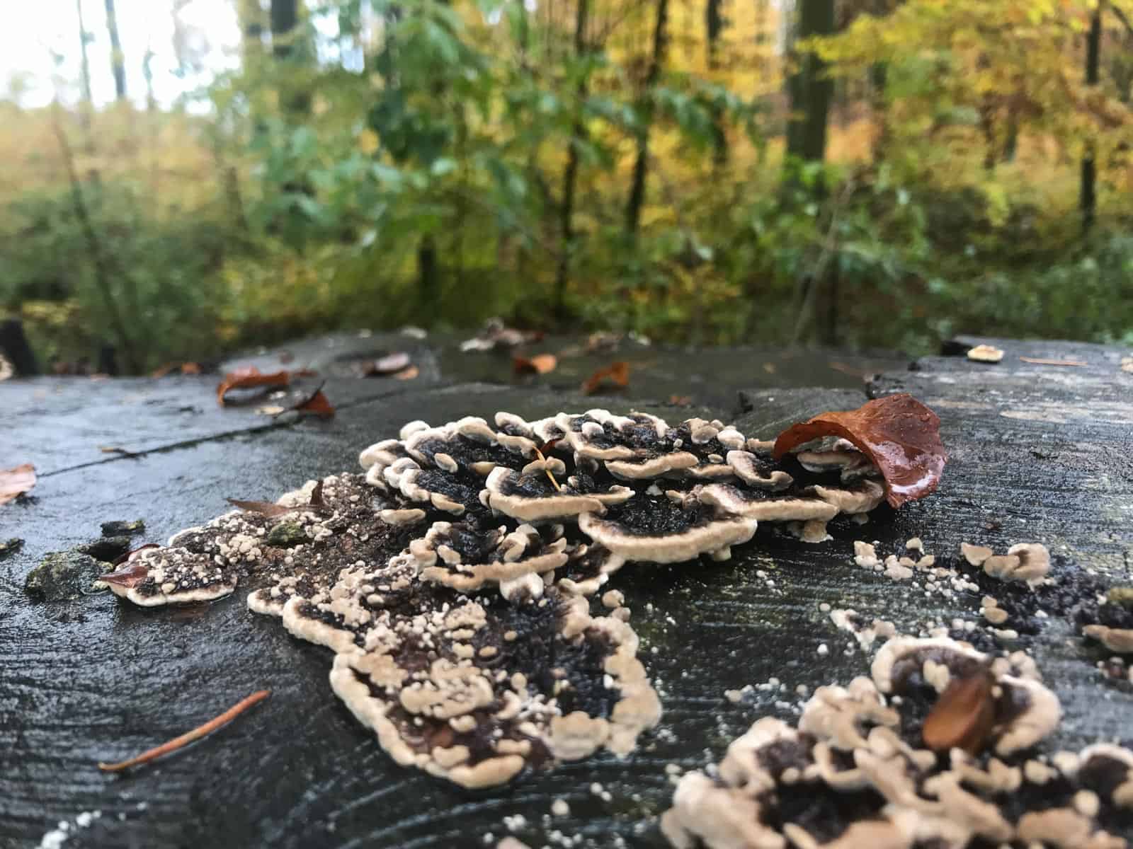 European Wilderness Society © Copyright 2019   - CC NonCommercial-NoDerivates 4.0 International