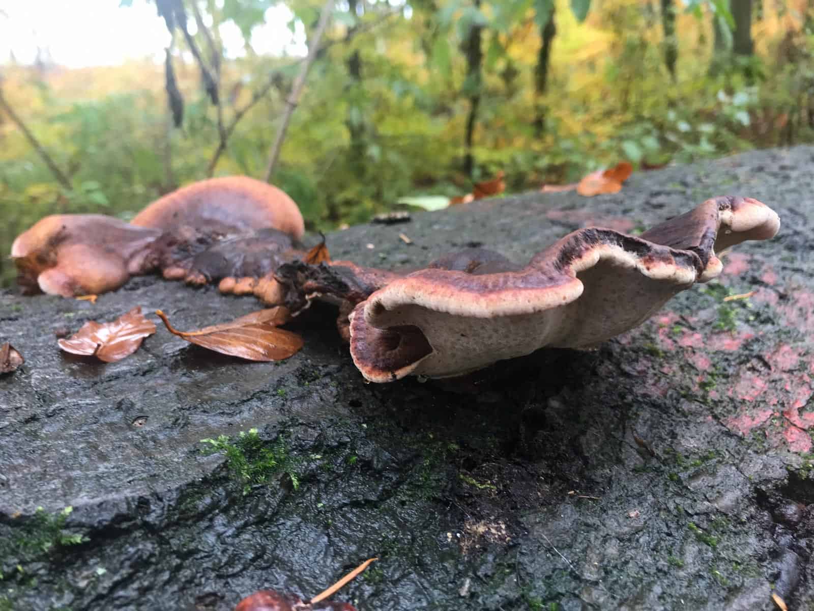 European Wilderness Society © Copyright 2019   - CC NonCommercial-NoDerivates 4.0 International