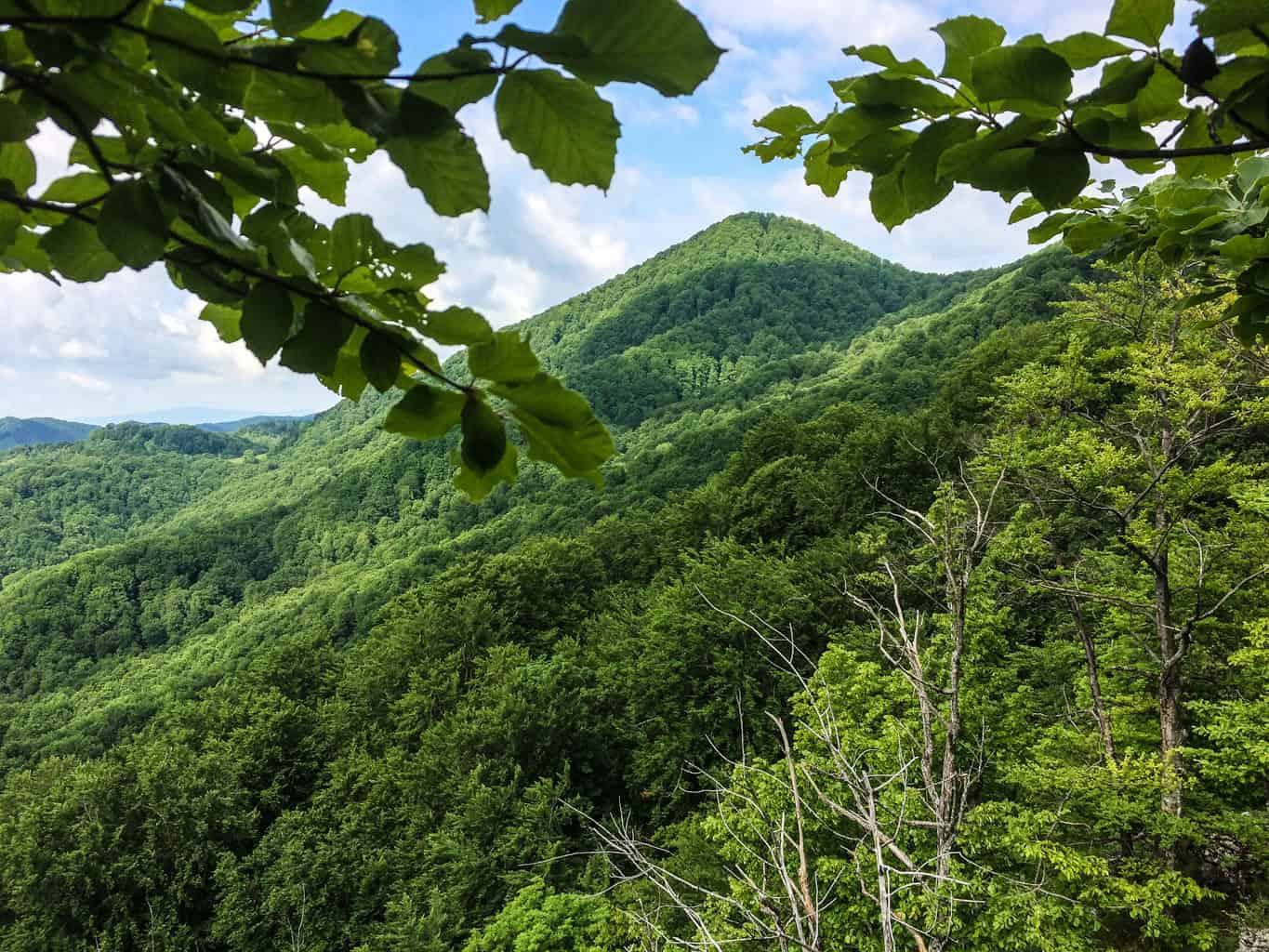 EWS - Uholka Velkya Wilderness -13024_.jpg