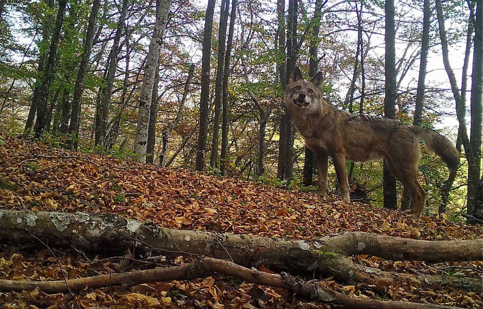 Wolves in Asturias-30889.jpg